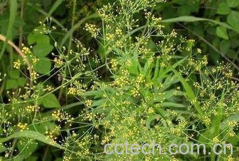 小柴胡汤的功效与作用-0