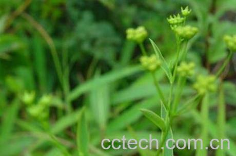 小柴胡汤的功效与作用-1