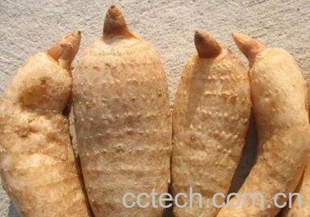 天麻泡水喝的功效-0