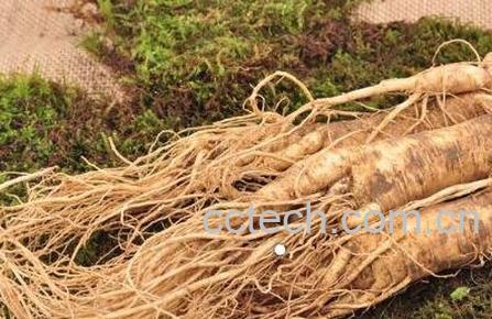 新鲜人参怎么吃 鲜人参怎么吃效果好-1