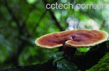  野生灵芝如何吃 野生灵芝的服用方法-0