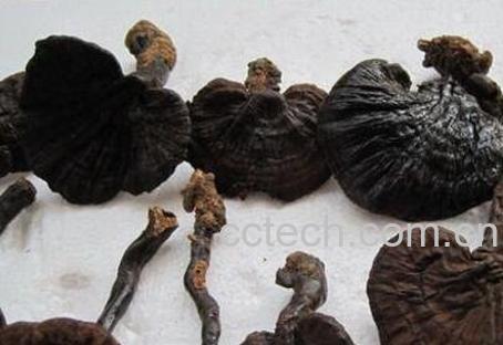  野生灵芝如何吃 野生灵芝的服用方法-1