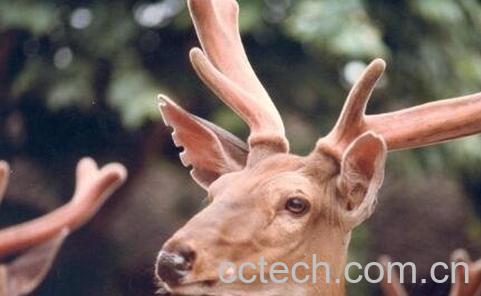 鹿茸怎么吃效果最好 鹿茸吃多久才有效果-0