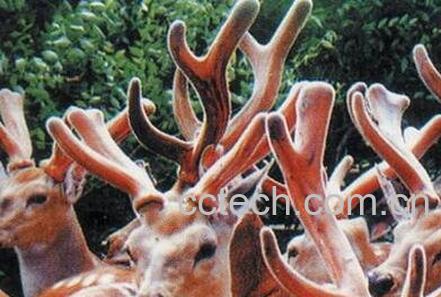 鹿茸怎么吃效果最好 鹿茸吃多久才有效果-1