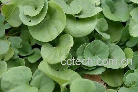 灯盏菜的功效与作用-1