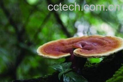 灵芝怎么吃效果最好 天然灵芝的食用方法-0