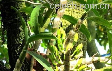 石斛的功效与作用及禁忌-0