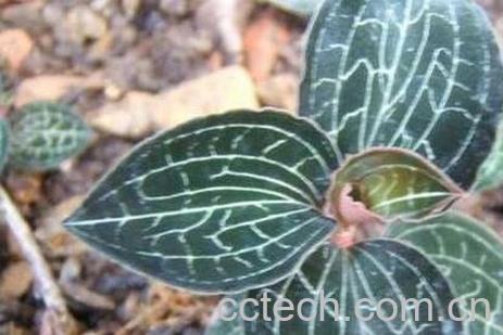 金线莲的功效与作用及常见用法-0