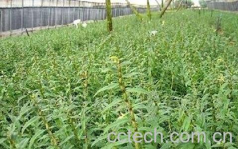 石斛的功效与作用及禁忌-1