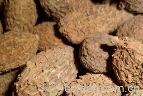 砂仁的功效与作用 砂仁的药用价值-0