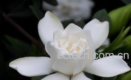 栀子花精油的功效与作用-1