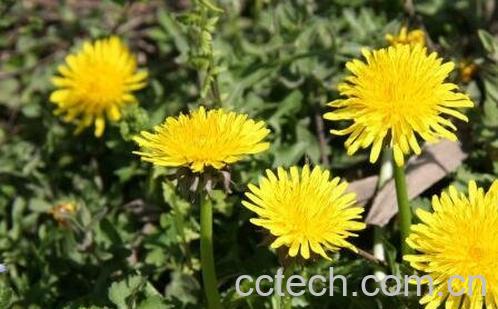 婆婆丁的养殖方法和注意事项-1