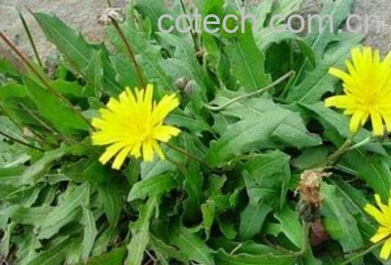 婆婆丁的养殖方法和注意事项-0