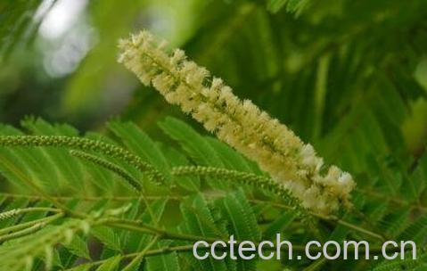 儿茶的功效与作用 儿茶的常见用法-0