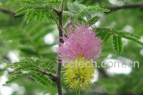 儿茶的功效与作用 儿茶的常见用法-1