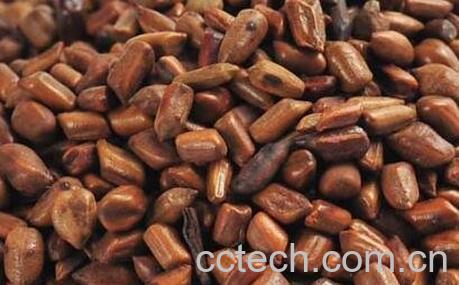 决明子和百合的功效与作用-0