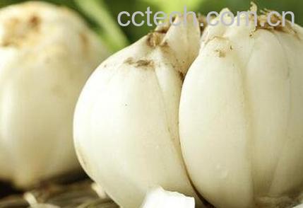 决明子和百合的功效与作用-1