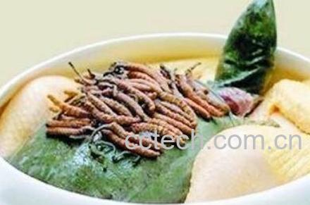 冬虫夏草如何食用 冬虫夏草如何吃-0