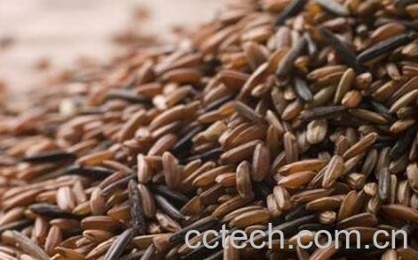 决明子如何减肥 决明子的减肥功效-1