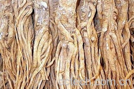 当归尾的功效与作用-1