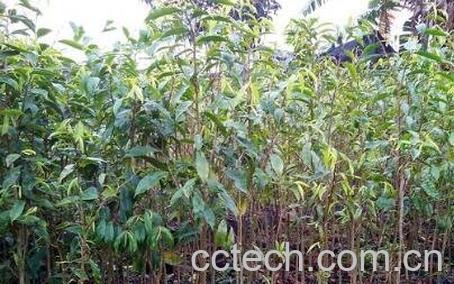 沉香是什么 沉香的功效与作用-0