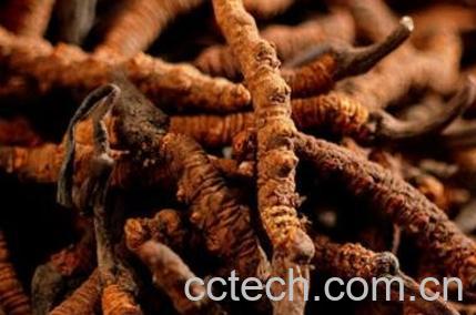  冬虫夏草怎么吃 冬虫夏草食用方法-1