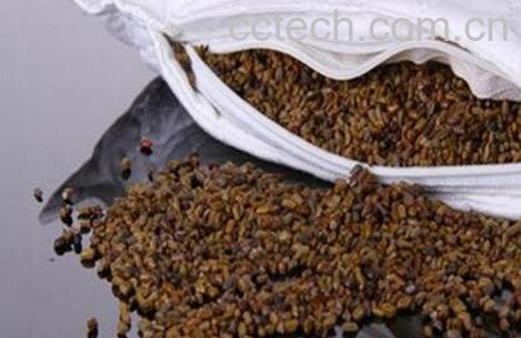 决明子的药用价值与副作用-0