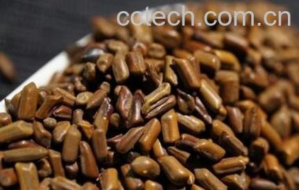 决明子的药用价值与副作用-1