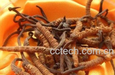 人工种植冬虫夏草的方法技巧-0