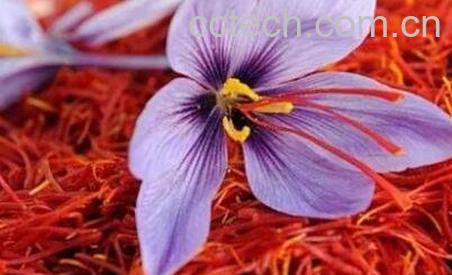 藏红花怎么吃效果最好 藏红花的常见吃法-0