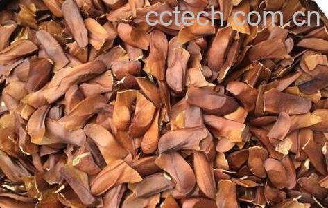 向天果的功效与作用-1