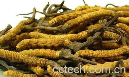 冬虫夏草泡水喝的方法-0