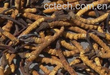 冬虫夏草泡水喝的方法-1