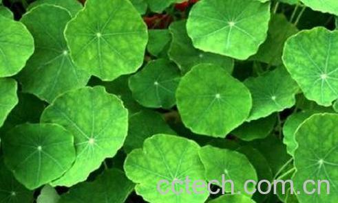 灯盏草的功效与作用-0