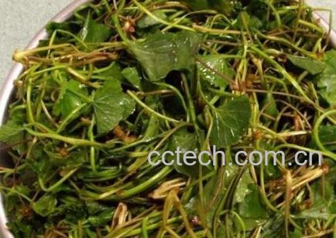 灯盏草的功效与作用-1