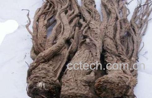 全当归的功效与作用及禁忌-0