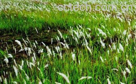 茅草如何养殖-0