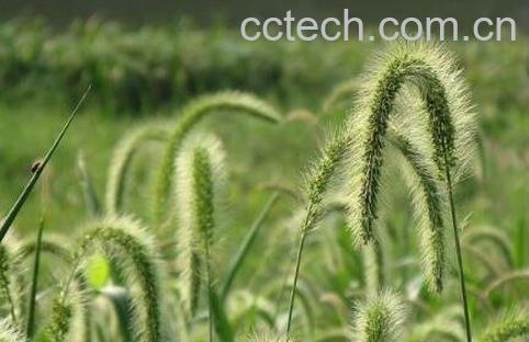 茅草如何养殖-1