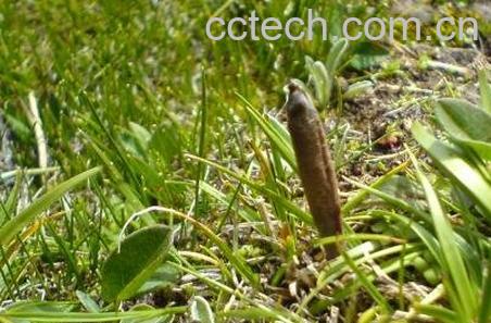 冬虫夏草是什么 冬虫夏草有什么功效-0