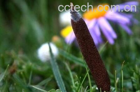 冬虫夏草是什么 冬虫夏草有什么功效-1