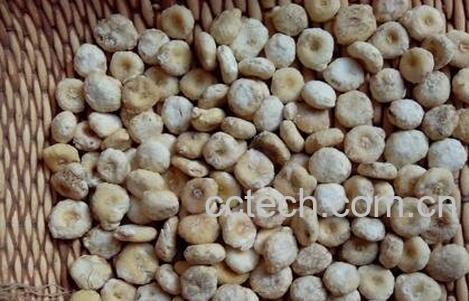 天南星的功效与作用 天南星的禁忌-0