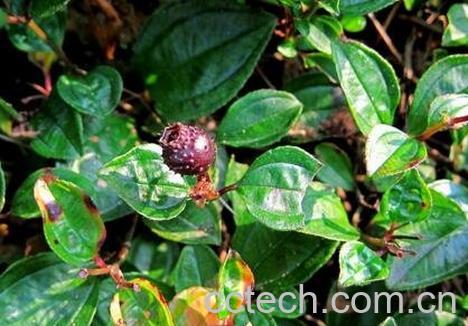 地果可以吃吗 地果的功效与营养价值-0