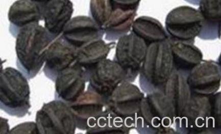 野生刺五加果的功效-0