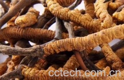 冬虫夏草保存方法和技巧-0