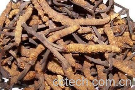 冬虫夏草保存方法和技巧-1