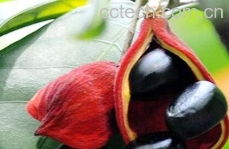 频婆果的功效与作用-0