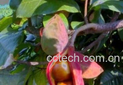 频婆果的功效与作用-1