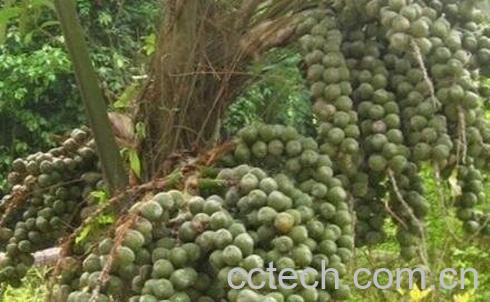 追风果的功效与作用-0