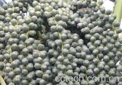 追风果的功效与作用-1