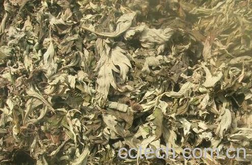 艾叶泡澡的功效与作用-0